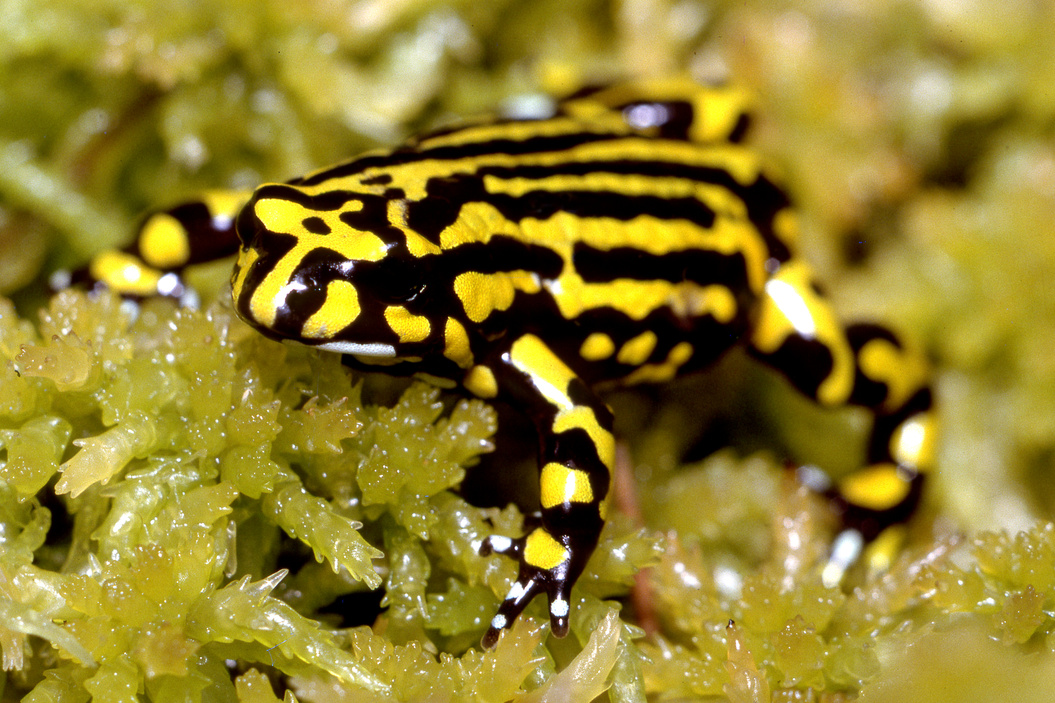 Northern Corroboree Frog